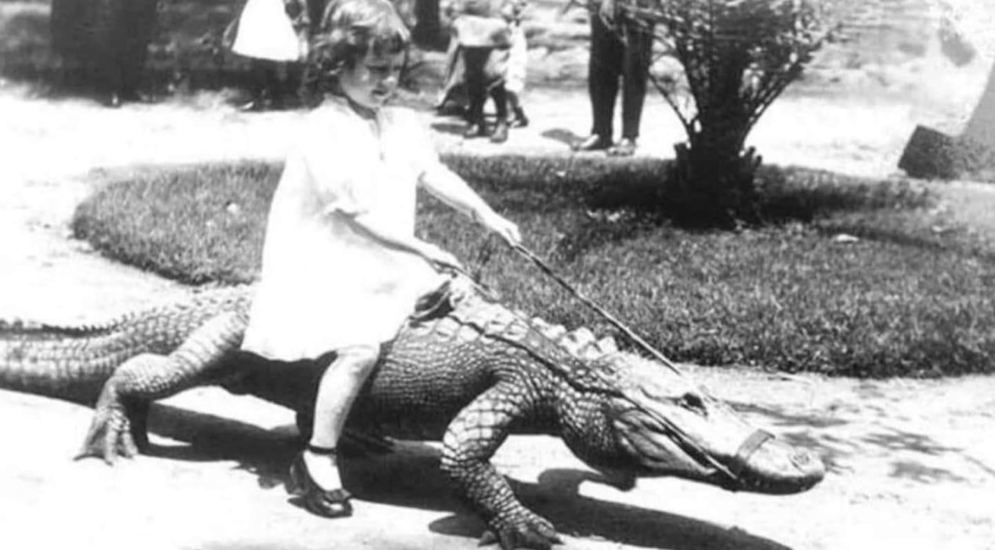 1920's crocodile